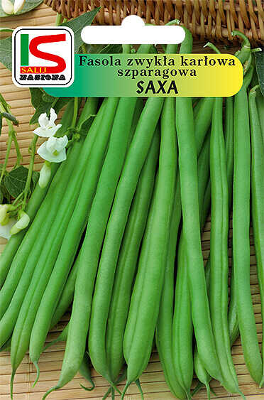Fasola Saxa zielona - torebka nasion