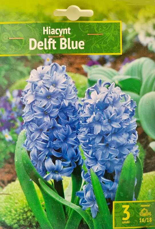 Hiacynt niebieski Delft Blue