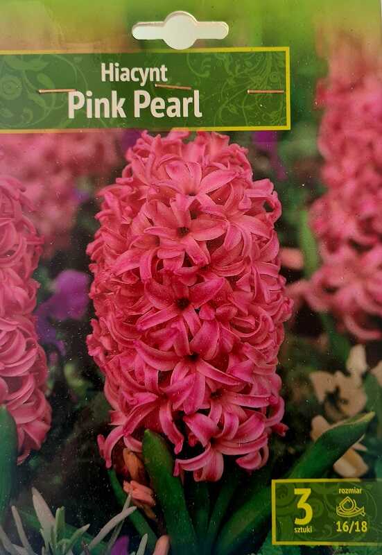Hiacynt różowy Pink Pearl