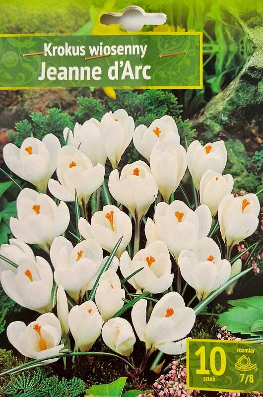 Krokus biały- Jeanne d"Arc