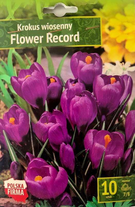 Krokus fioletowy Flower Record