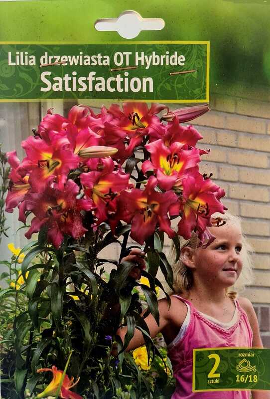 Lilia drzewiasta Satisfaction