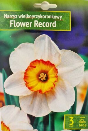 Narcyz Flower Record