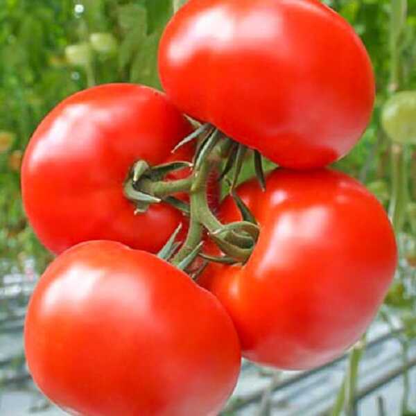 pomidor hardy