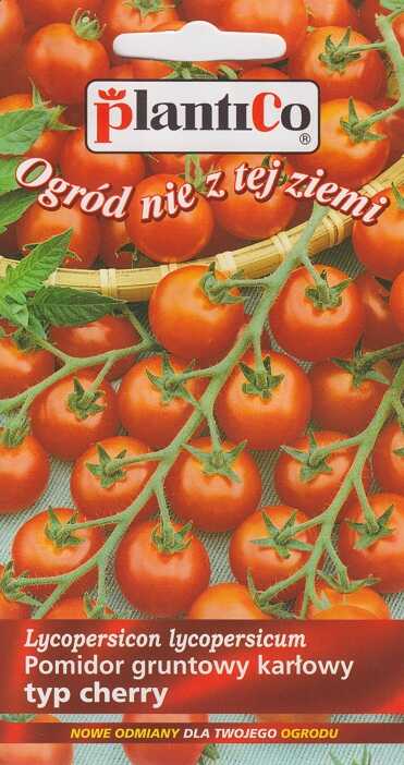 pomidor maskotka