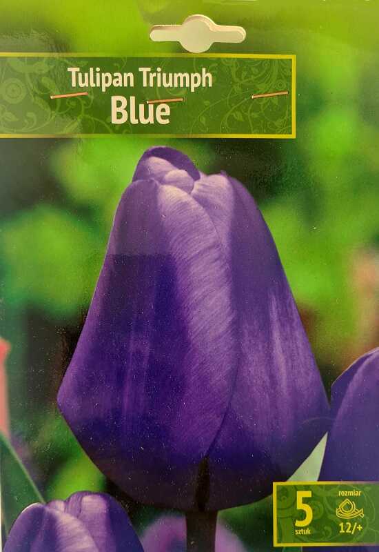Tulipan Blue