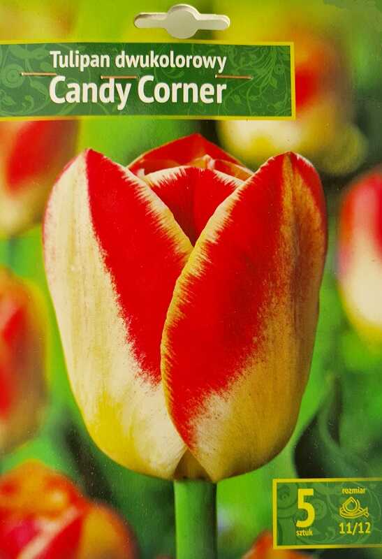 Tulipan Candy Corner