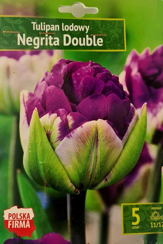 Tulipan Negrita Double