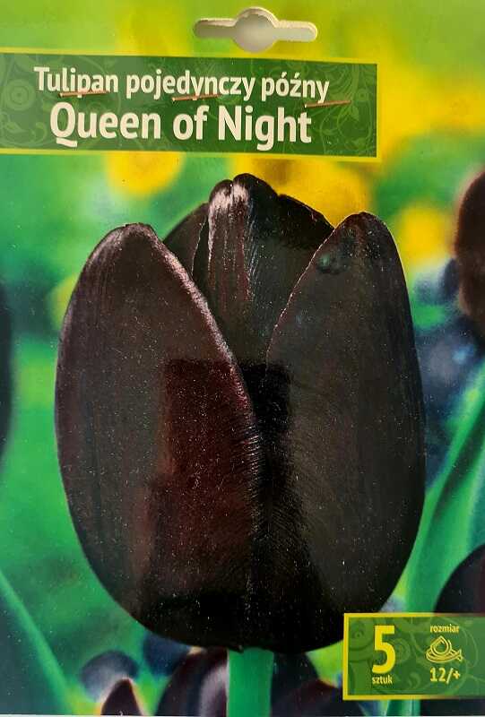 Tulipan Quenn of Night