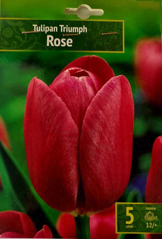 Tulipan Triumph Rose
