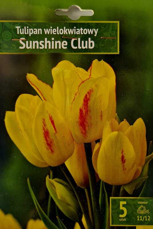 Tulipan Sunshine Club