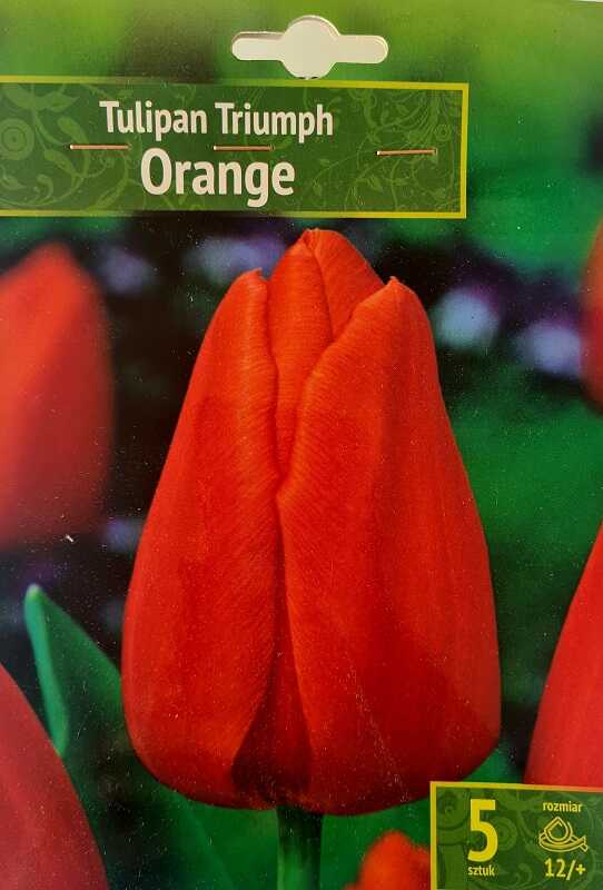Tulipan Triumph Orange