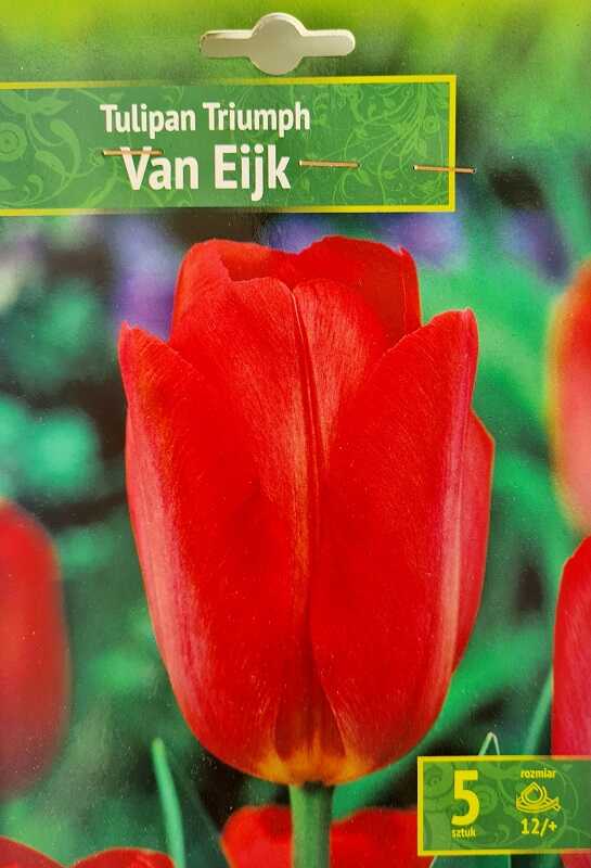 Tulipan Van Ejk