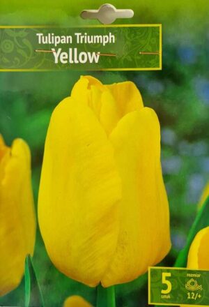 Tulipan Triumph Yellow