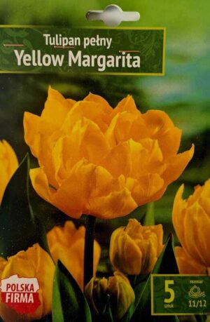 Tulipan Yellow Margarita