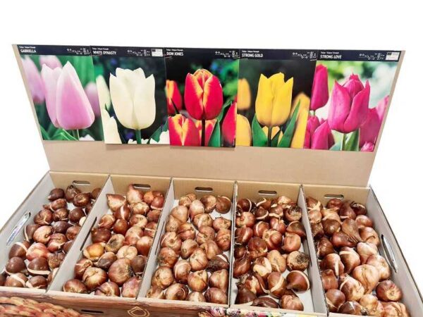 tulipan showbox połówka zestaw